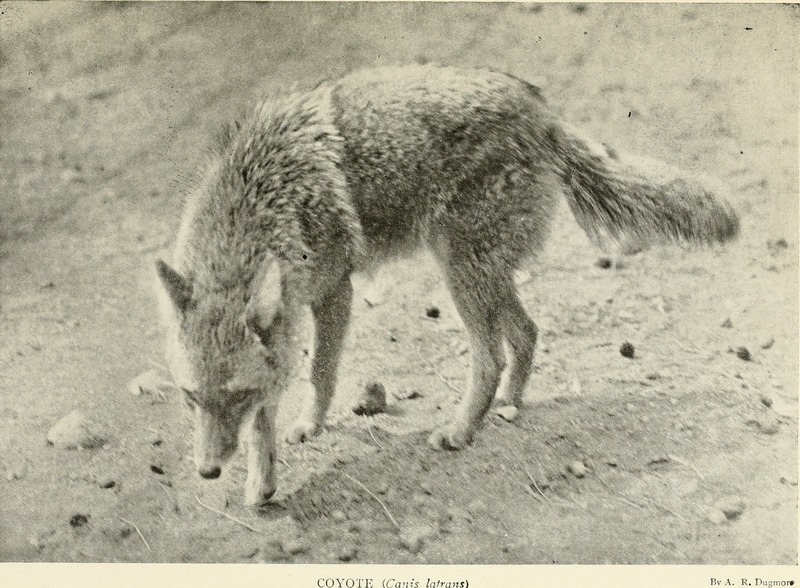 coyote (Canis latrans); DISPLAY FULL IMAGE.