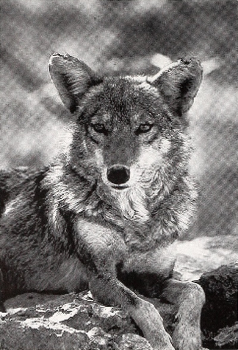 coyote (Canis latrans); DISPLAY FULL IMAGE.