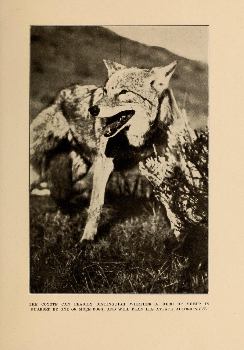 coyote (Canis latrans); DISPLAY FULL IMAGE.