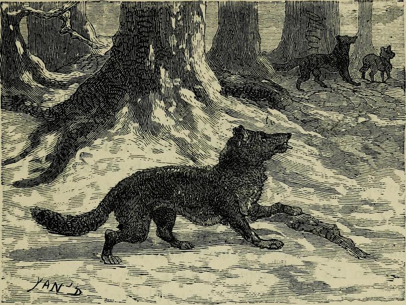 coyote (Canis latrans); DISPLAY FULL IMAGE.