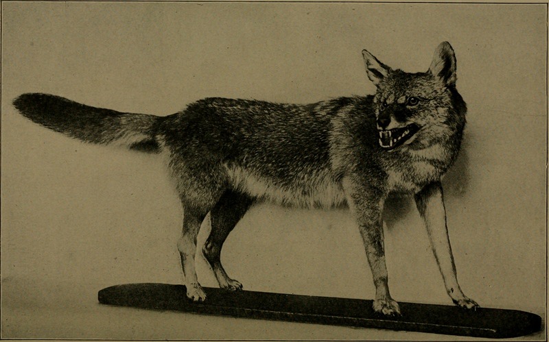 coyote (Canis latrans); DISPLAY FULL IMAGE.