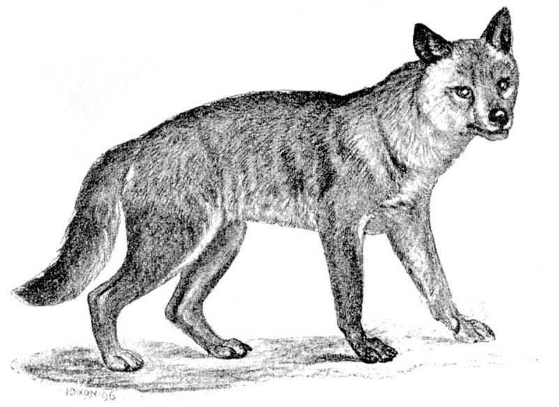 coyote (Canis latrans); DISPLAY FULL IMAGE.