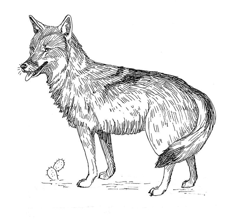 coyote (Canis latrans); DISPLAY FULL IMAGE.