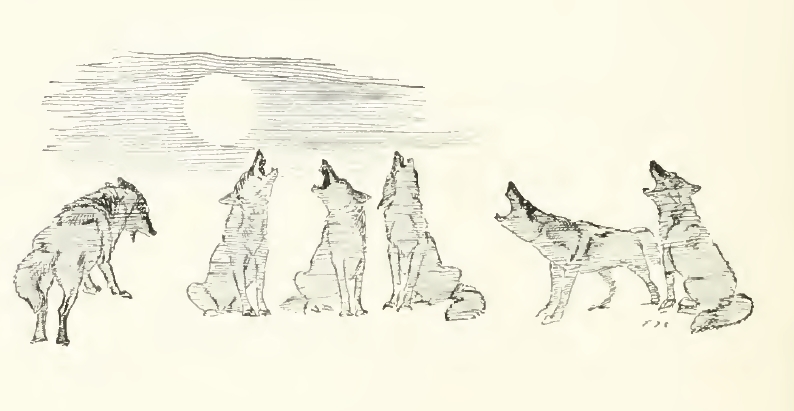 coyote (Canis latrans); DISPLAY FULL IMAGE.