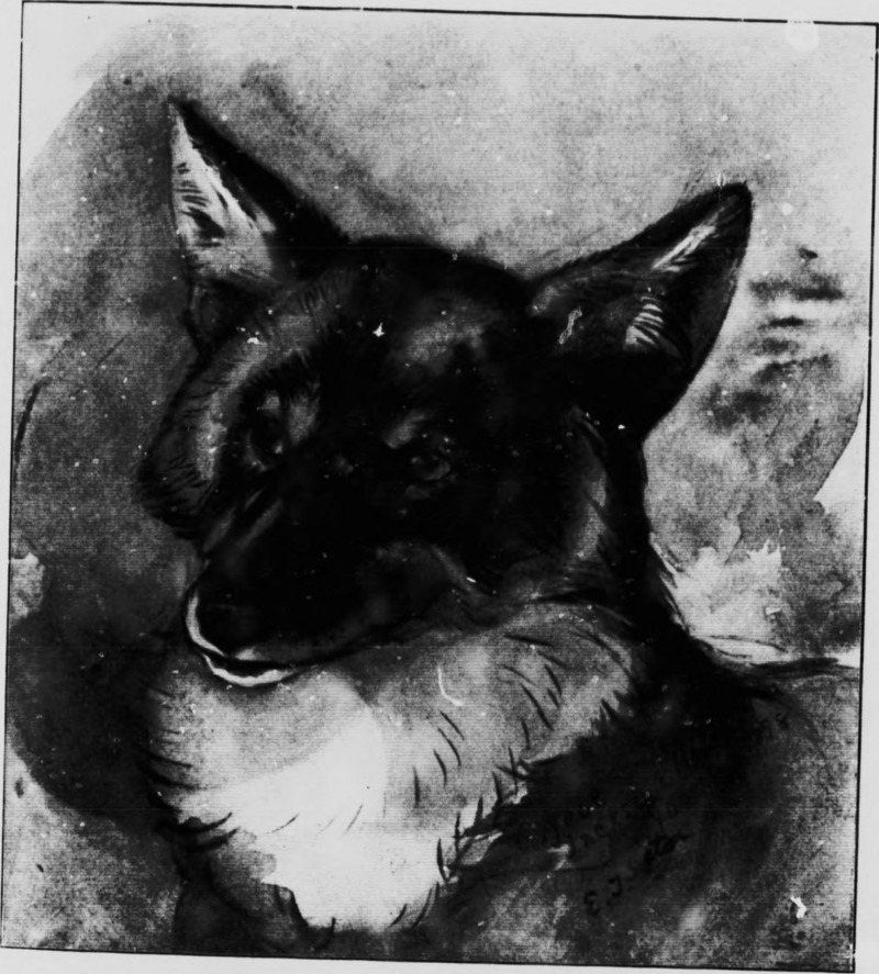 coyote (Canis latrans); DISPLAY FULL IMAGE.