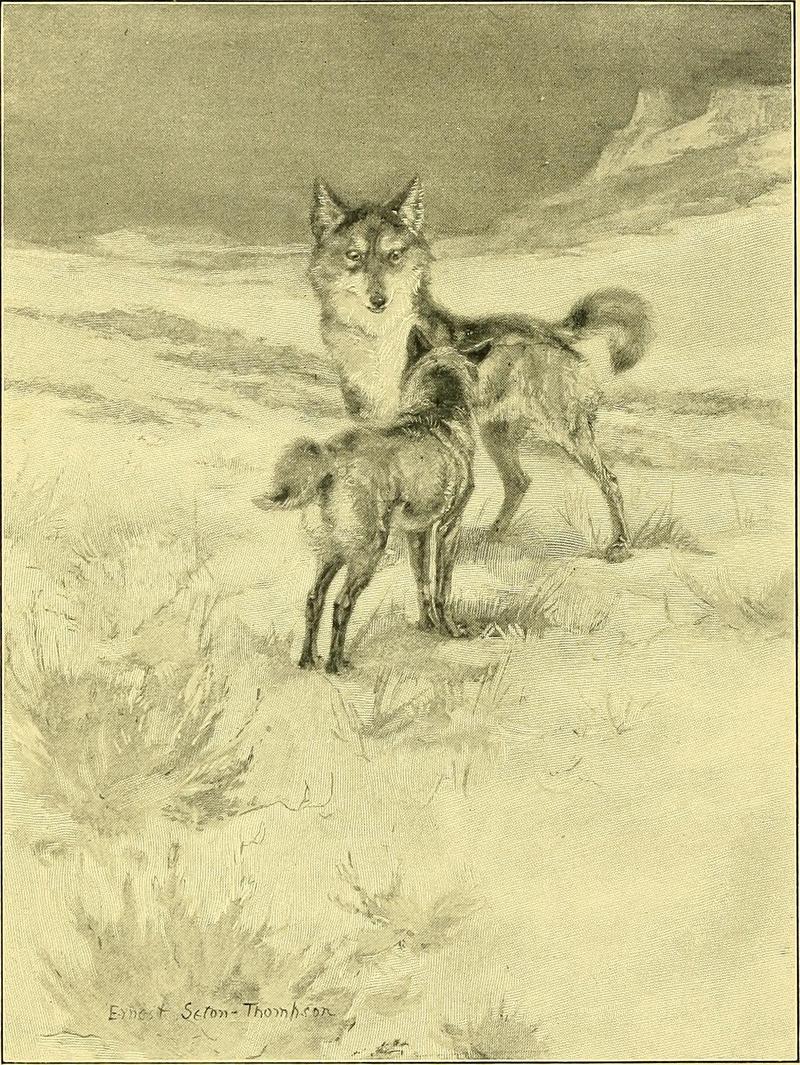 coyote (Canis latrans); DISPLAY FULL IMAGE.