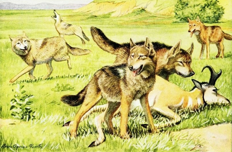 coyote (Canis latrans), timber wolf (Canis lupus); DISPLAY FULL IMAGE.