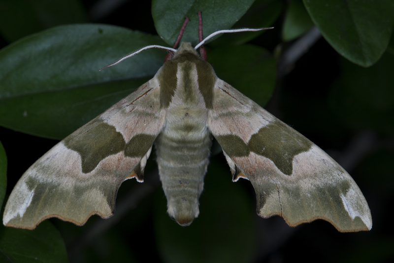 lime hawk-moth (Mimas tiliae); DISPLAY FULL IMAGE.