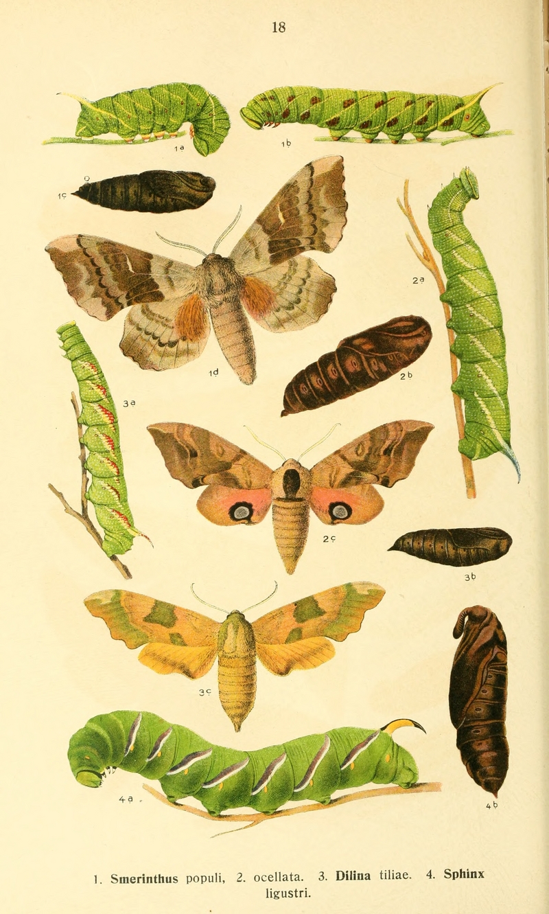 poplar hawk-moth (Laothoe populi), eyed hawk-moth (Smerinthus ocellatus), lime hawk-moth (Mimas tiliae), privet hawk moth (Sphinx ligustri); DISPLAY FULL IMAGE.