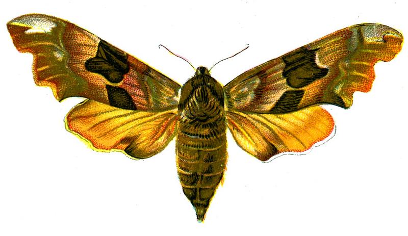 lime hawk-moth (Mimas tiliae); DISPLAY FULL IMAGE.