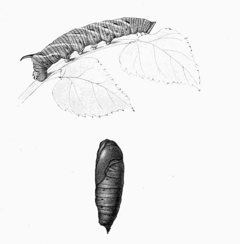 lime hawk-moth (Mimas tiliae); DISPLAY FULL IMAGE.