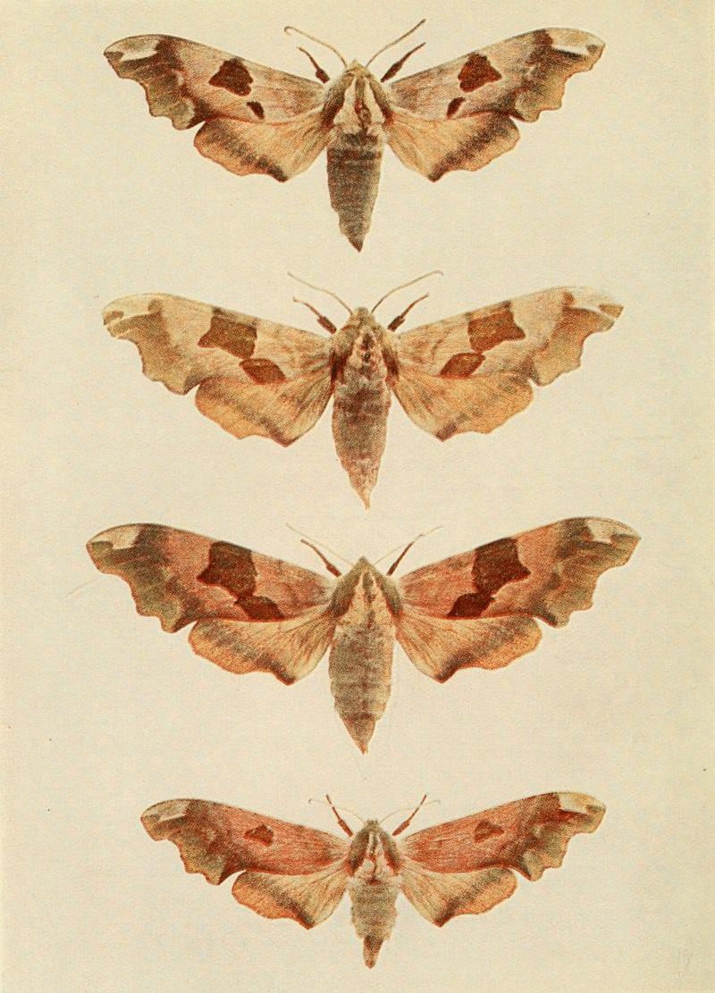 lime hawk-moth (Mimas tiliae); DISPLAY FULL IMAGE.