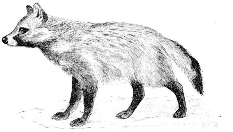 raccoon dog (Nyctereutes procyonoides); DISPLAY FULL IMAGE.