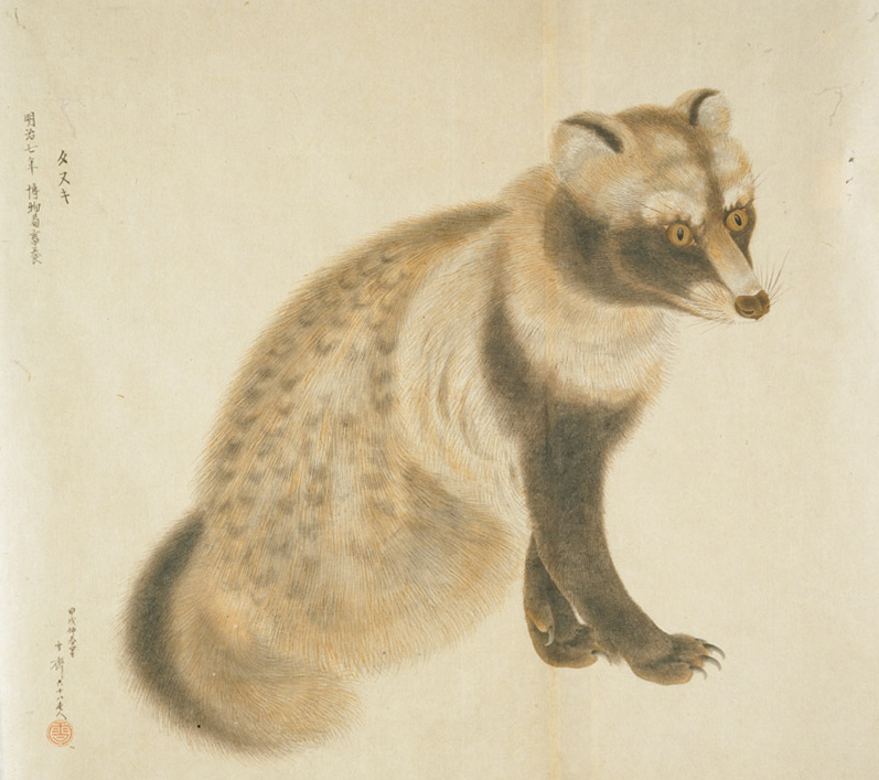 raccoon dog (Nyctereutes procyonoides); DISPLAY FULL IMAGE.