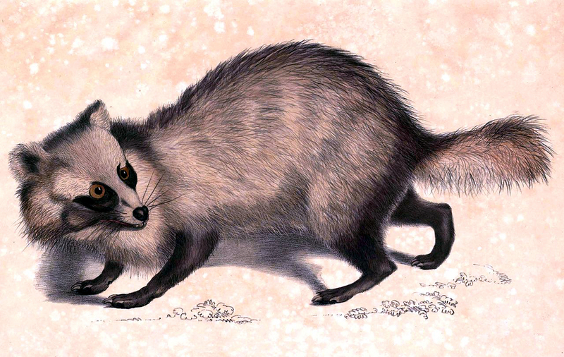 raccoon dog (Nyctereutes procyonoides); DISPLAY FULL IMAGE.