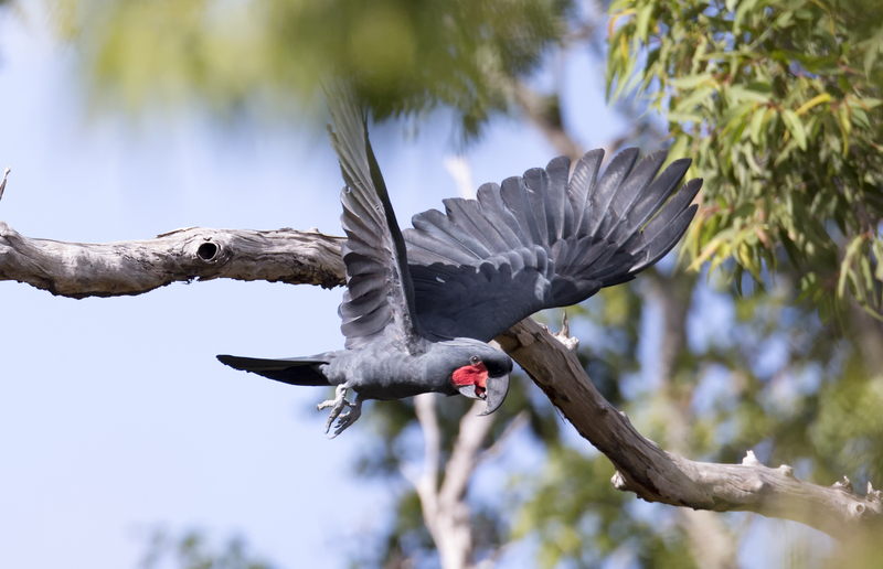 palm cockatoo (Probosciger aterrimus); DISPLAY FULL IMAGE.