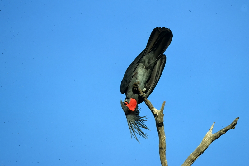 palm cockatoo (Probosciger aterrimus); DISPLAY FULL IMAGE.