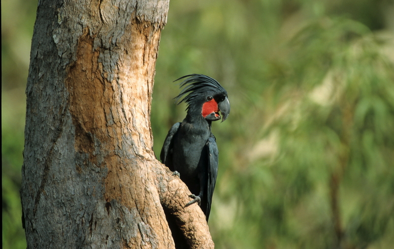 palm cockatoo (Probosciger aterrimus); DISPLAY FULL IMAGE.