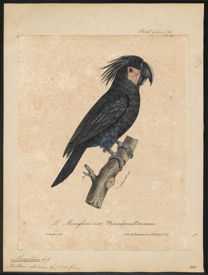 palm cockatoo (Probosciger aterrimus); DISPLAY FULL IMAGE.