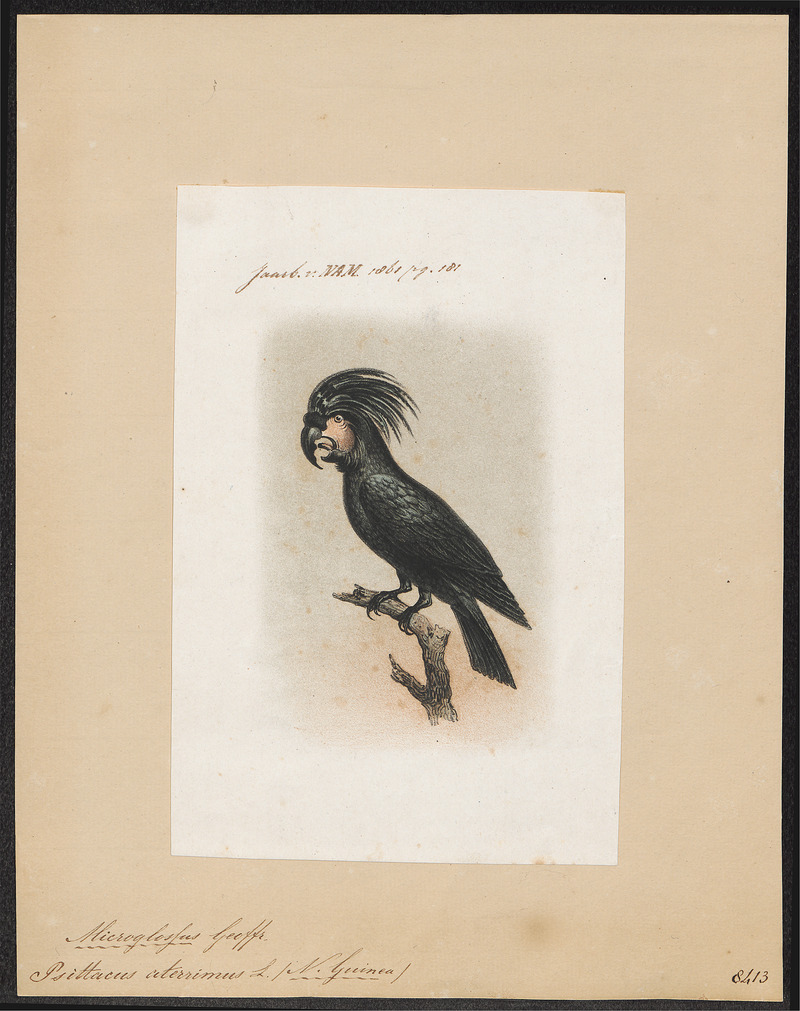 palm cockatoo (Probosciger aterrimus); DISPLAY FULL IMAGE.