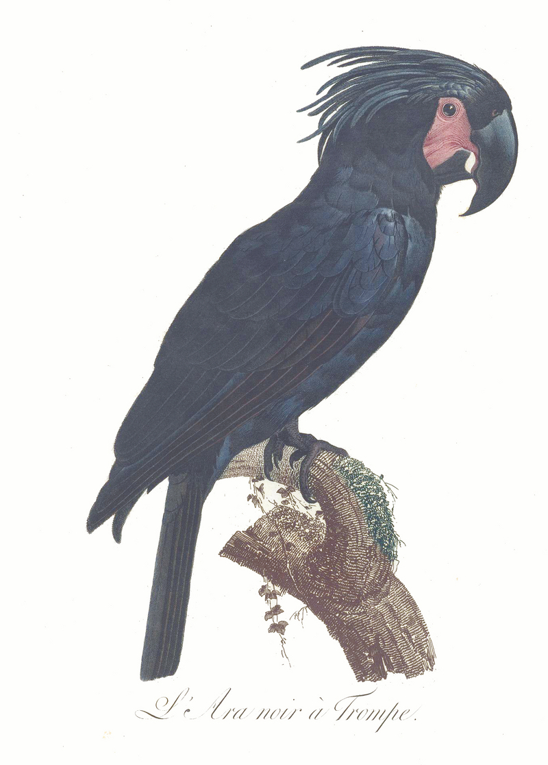 palm cockatoo (Probosciger aterrimus); DISPLAY FULL IMAGE.