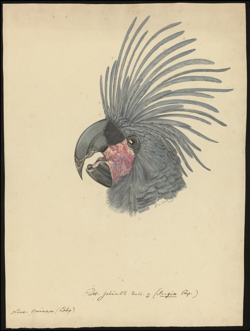 palm cockatoo (Probosciger aterrimus); DISPLAY FULL IMAGE.