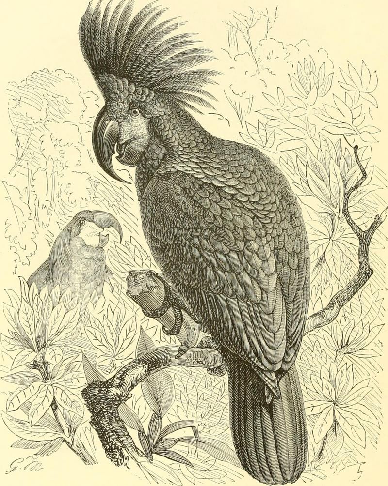 palm cockatoo (Probosciger aterrimus); DISPLAY FULL IMAGE.