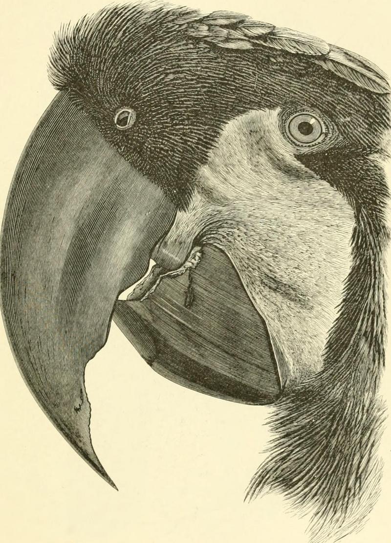 palm cockatoo (Probosciger aterrimus); DISPLAY FULL IMAGE.