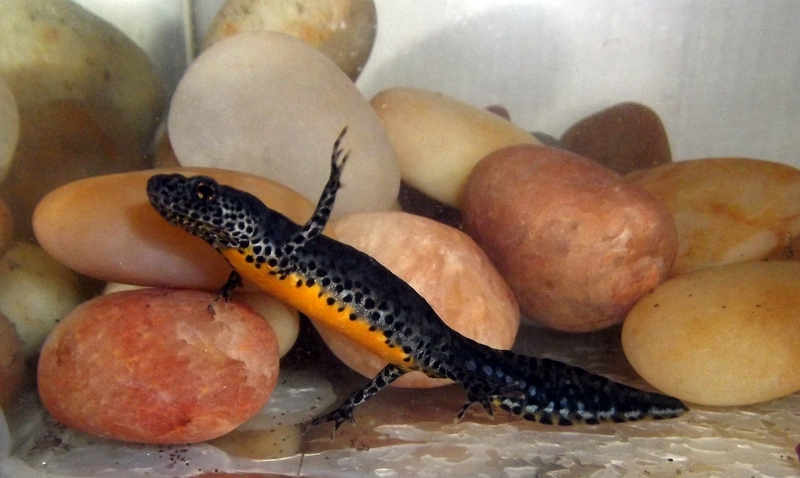 alpine newt (Ichthyosaura alpestris); DISPLAY FULL IMAGE.