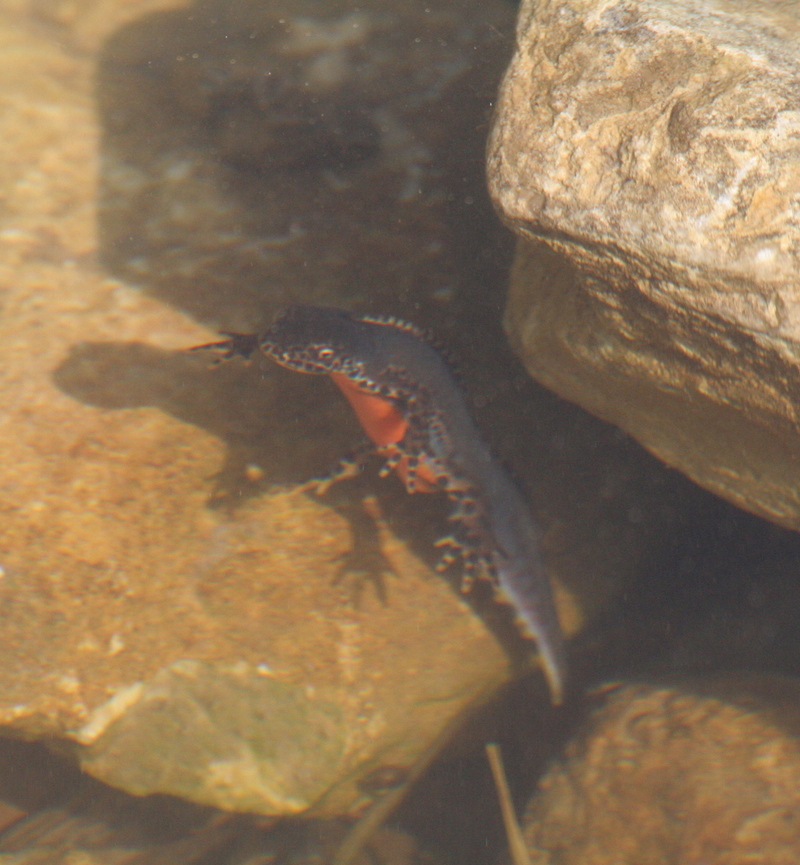 alpine newt (Ichthyosaura alpestris); DISPLAY FULL IMAGE.