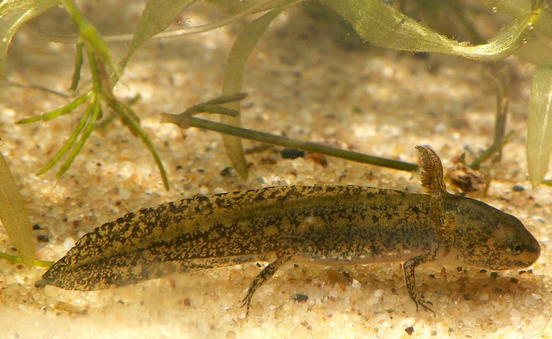 alpine newt (Ichthyosaura alpestris); DISPLAY FULL IMAGE.