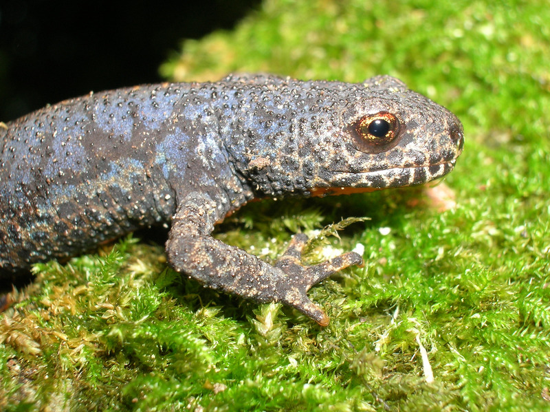 alpine newt (Ichthyosaura alpestris); DISPLAY FULL IMAGE.