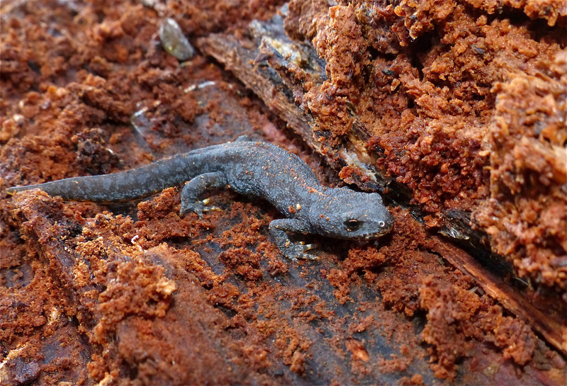 alpine newt (Ichthyosaura alpestris); DISPLAY FULL IMAGE.