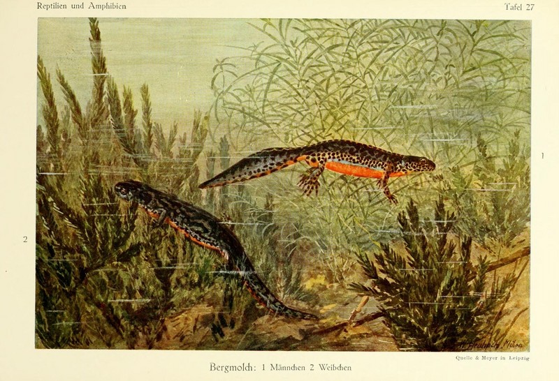 alpine newt (Ichthyosaura alpestris); DISPLAY FULL IMAGE.