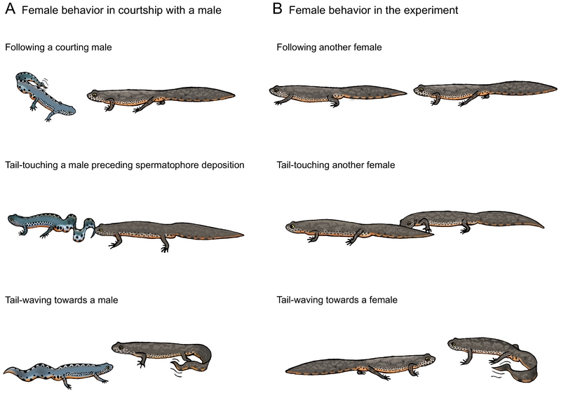 alpine newt (Ichthyosaura alpestris); DISPLAY FULL IMAGE.
