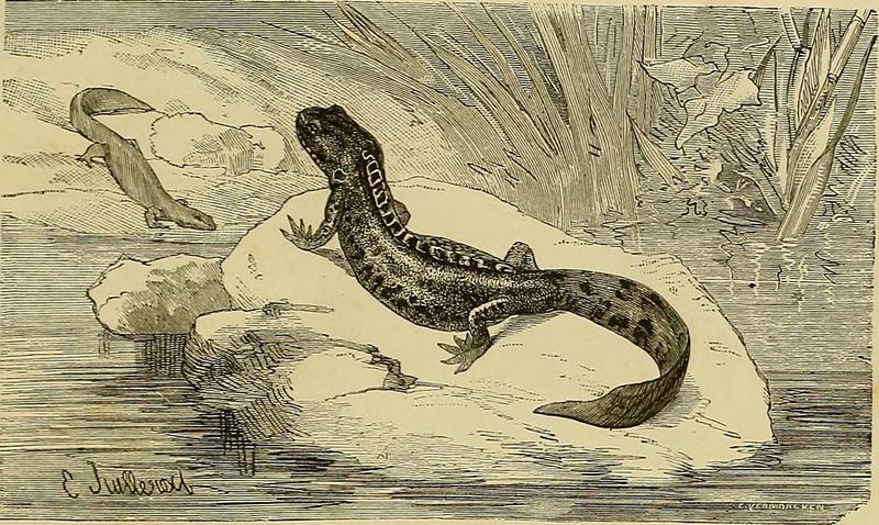 alpine newt (Ichthyosaura alpestris); DISPLAY FULL IMAGE.