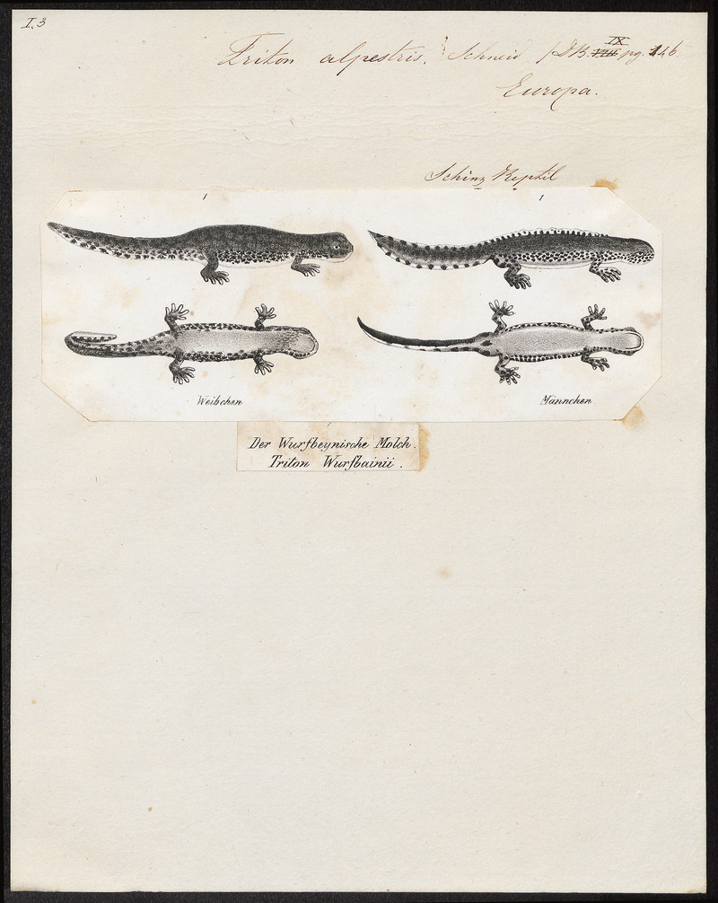 alpine newt (Ichthyosaura alpestris); DISPLAY FULL IMAGE.