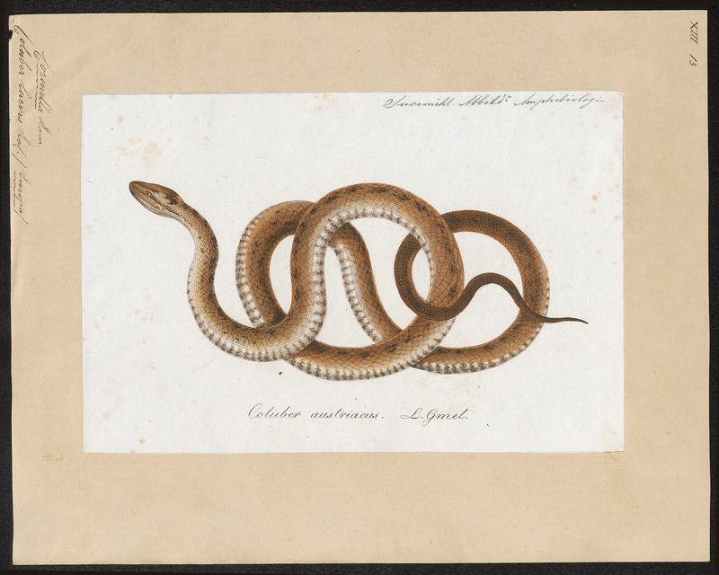 smooth snake (Coronella austriaca); DISPLAY FULL IMAGE.