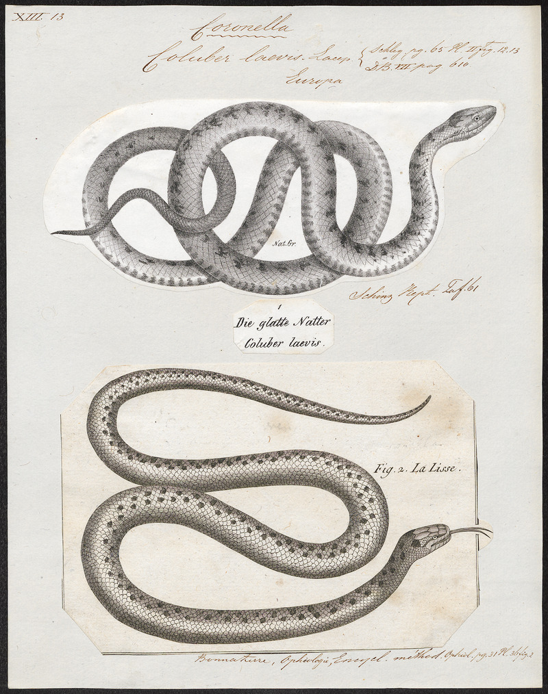 smooth snake (Coronella austriaca); DISPLAY FULL IMAGE.