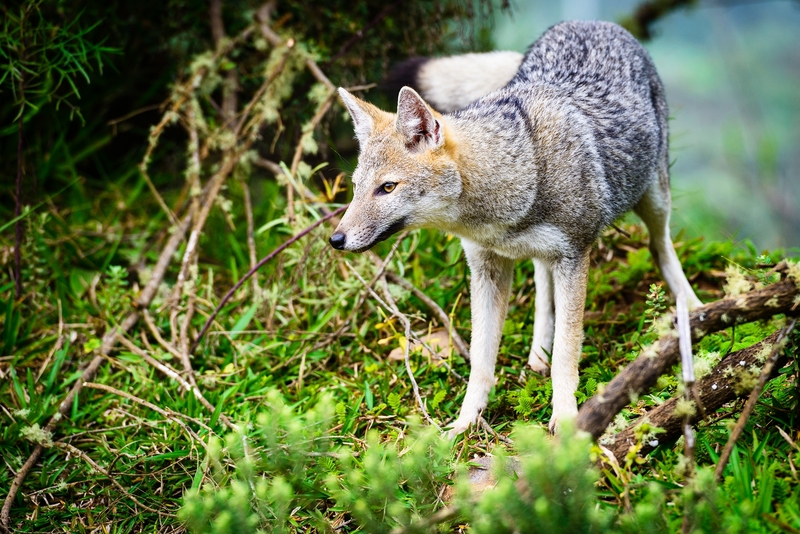 pampas fox, Azara's zorro (Lycalopex gymnocercus); DISPLAY FULL IMAGE.