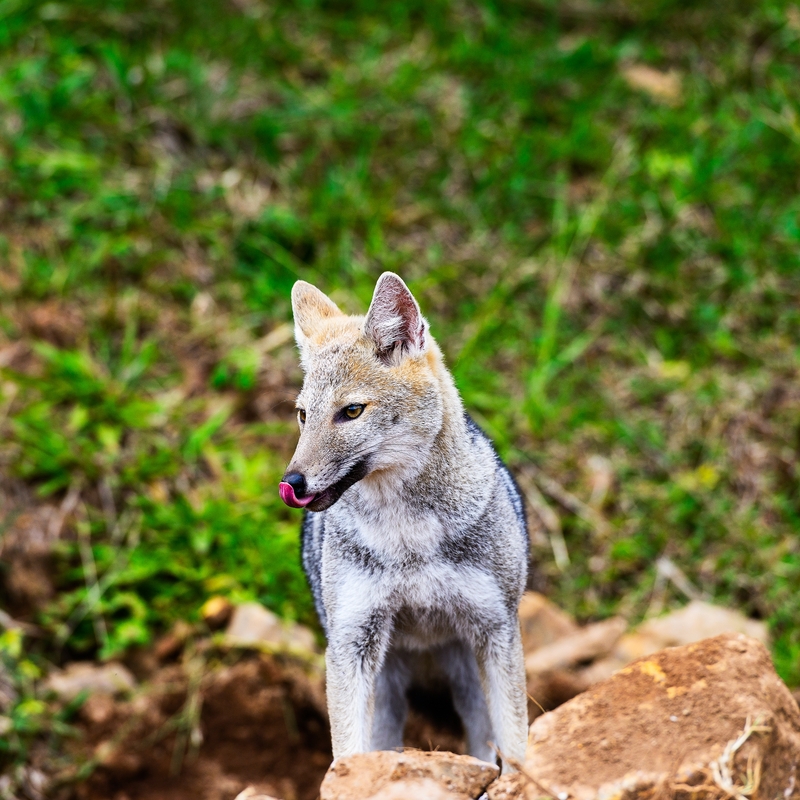 pampas fox, Azara's zorro (Lycalopex gymnocercus); DISPLAY FULL IMAGE.