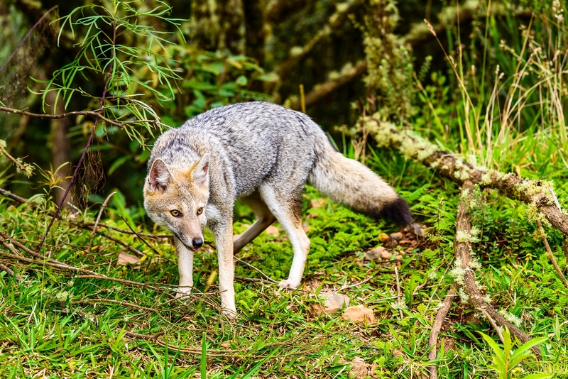 pampas fox, Azara's zorro (Lycalopex gymnocercus); DISPLAY FULL IMAGE.