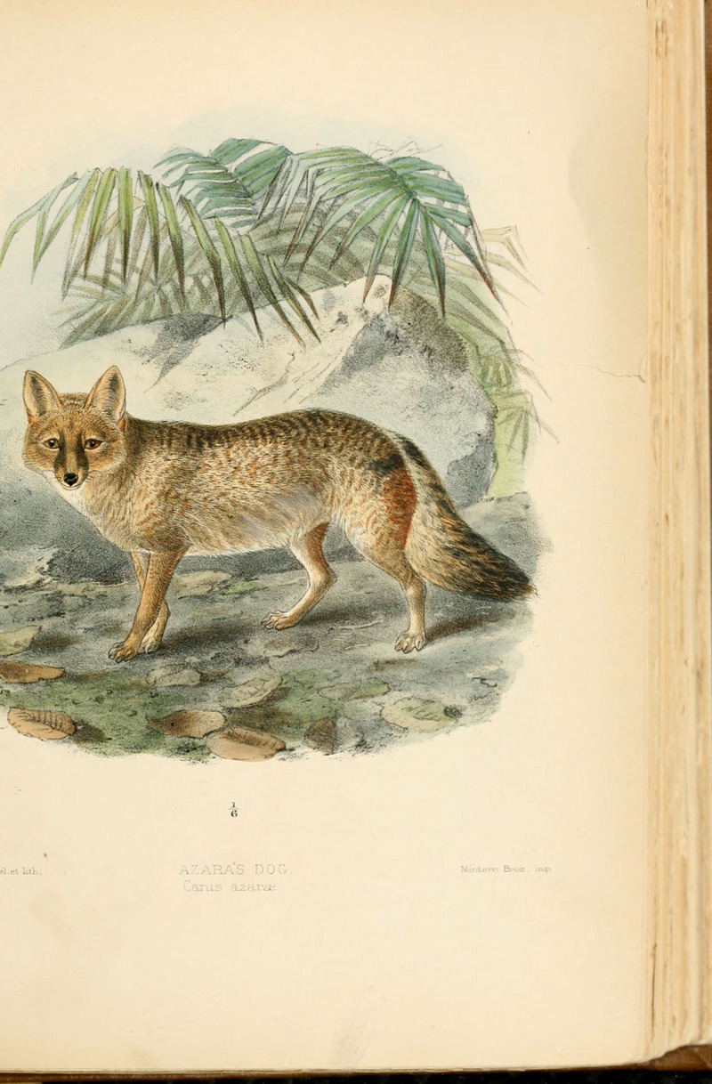 pampas fox, Azara's zorro (Lycalopex gymnocercus); DISPLAY FULL IMAGE.