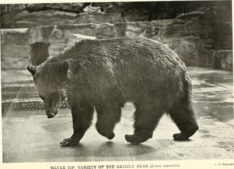 grizzly bear, North American brown bear (Ursus arctos horribilis); DISPLAY FULL IMAGE.