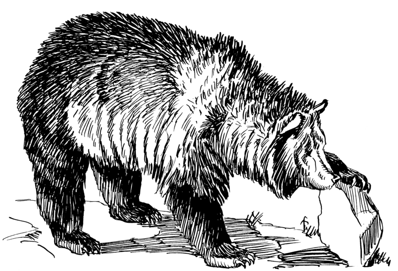 grizzly bear, North American brown bear (Ursus arctos horribilis); DISPLAY FULL IMAGE.