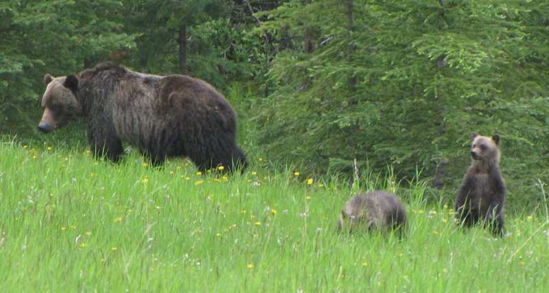 grizzly bear, North American brown bear (Ursus arctos horribilis); DISPLAY FULL IMAGE.