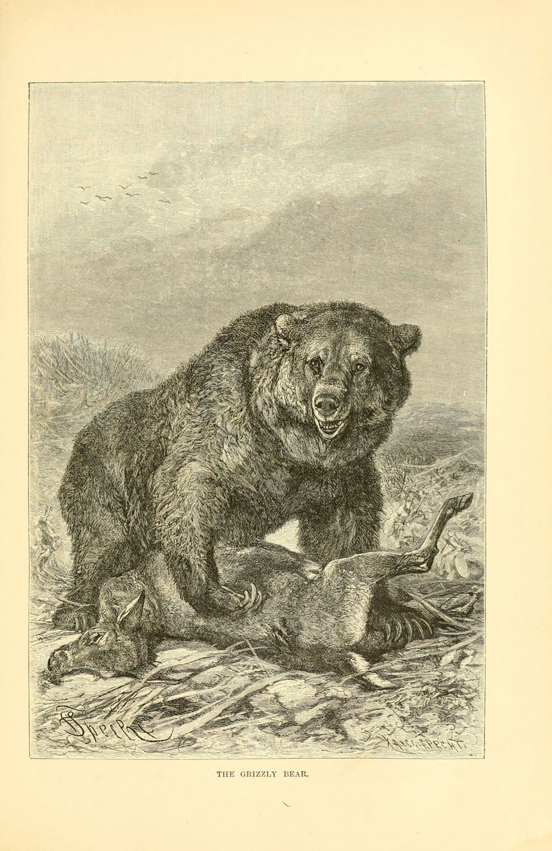 grizzly bear, North American brown bear (Ursus arctos horribilis); DISPLAY FULL IMAGE.