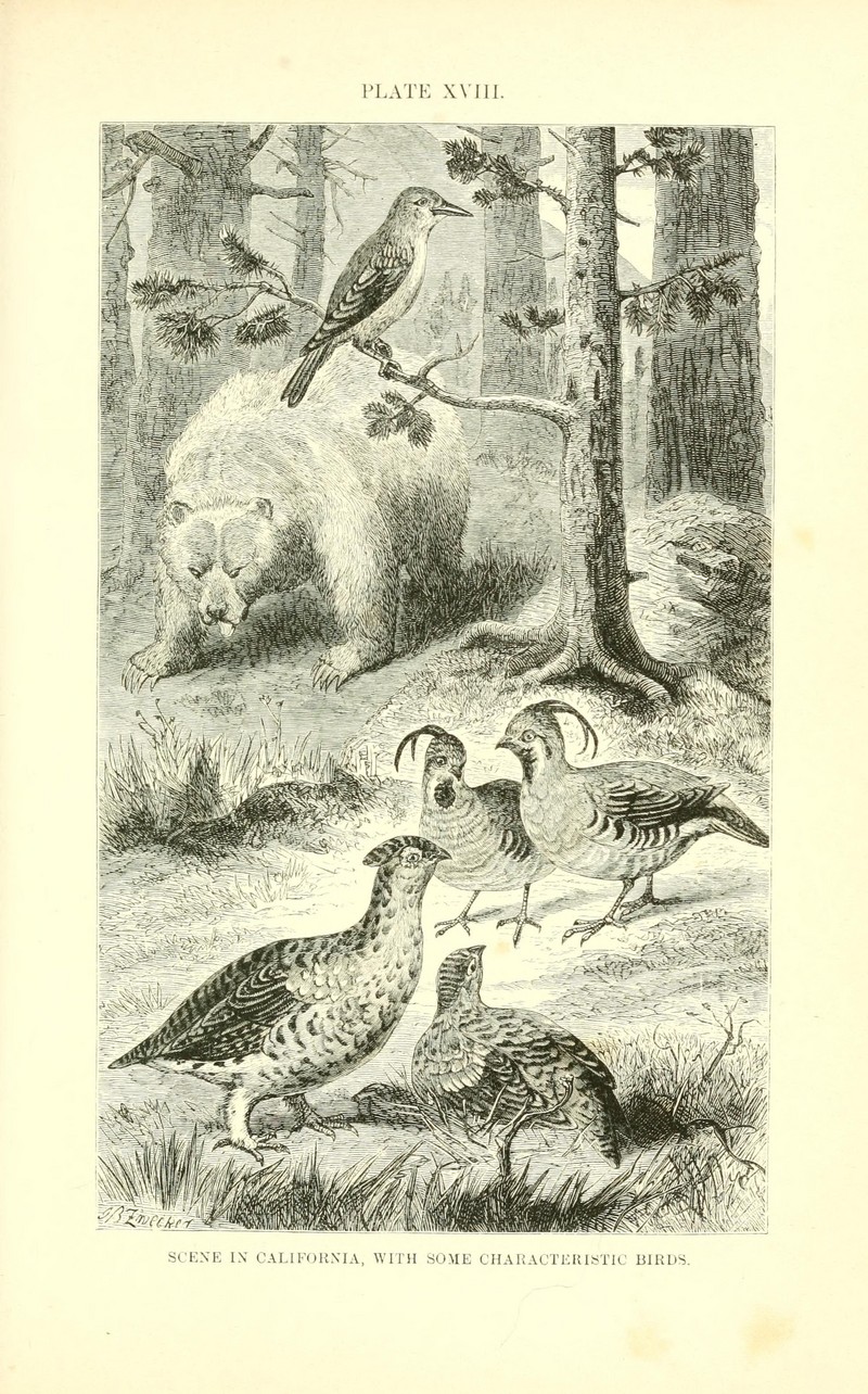 grizzly bear, North American brown bear (Ursus arctos horribilis); DISPLAY FULL IMAGE.