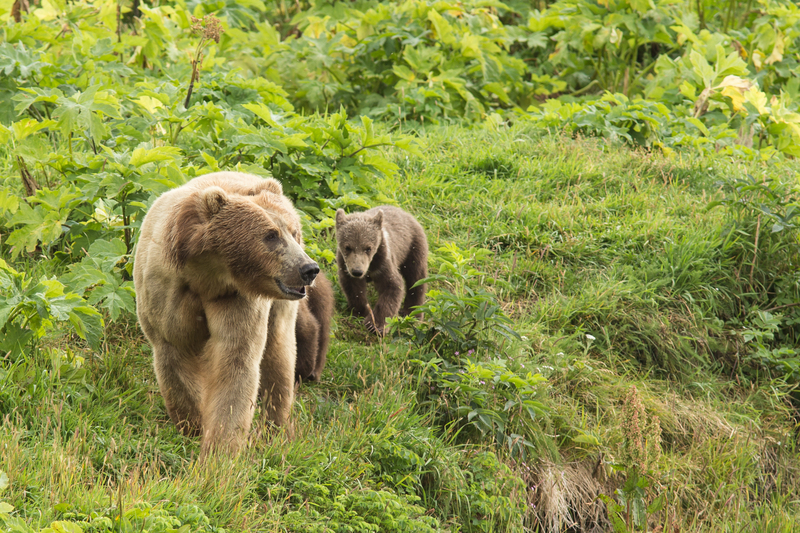 Kodiak bear (Ursus arctos middendorffi); DISPLAY FULL IMAGE.