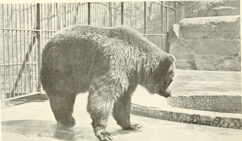 Kodiak bear (Ursus arctos middendorffi); DISPLAY FULL IMAGE.